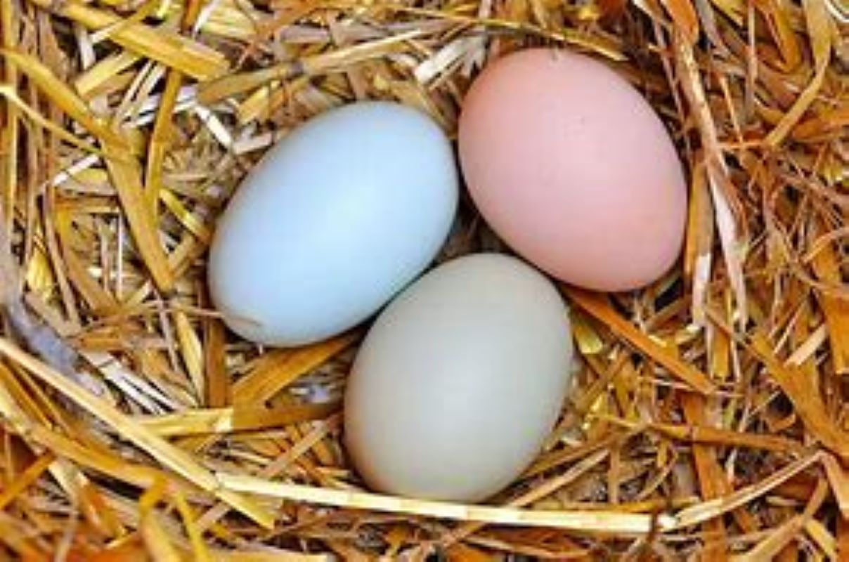 Easter Egger Bantam