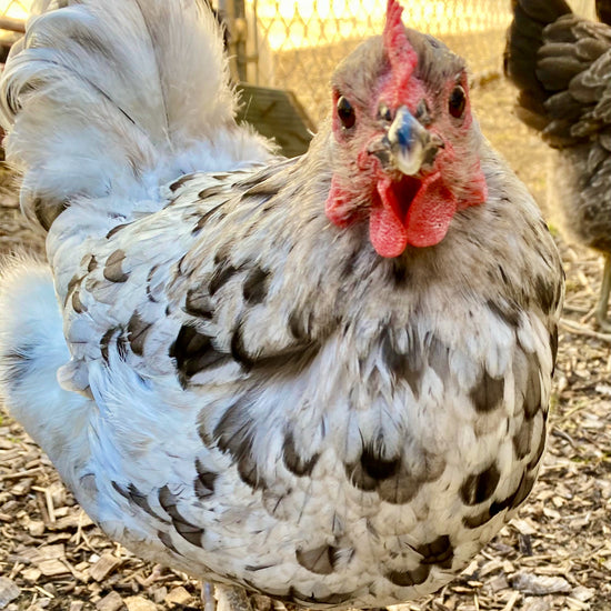 Splash Marans