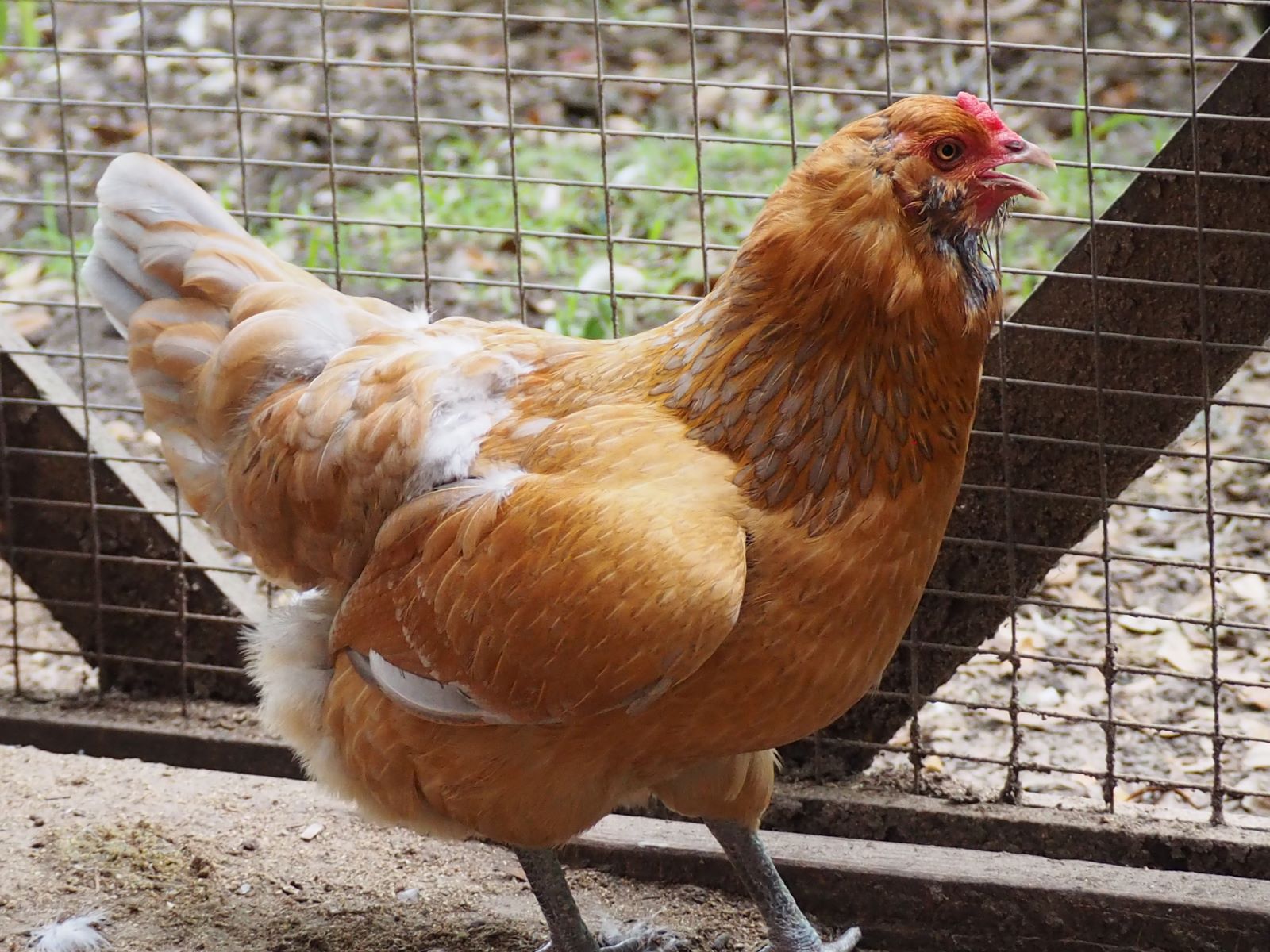 Easter Egger Bantam