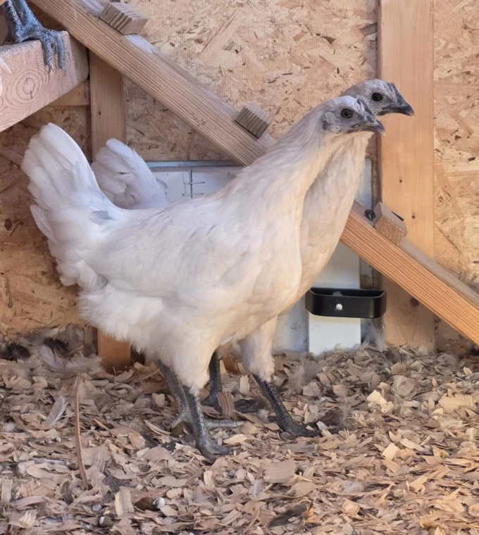 Zombie Chicken