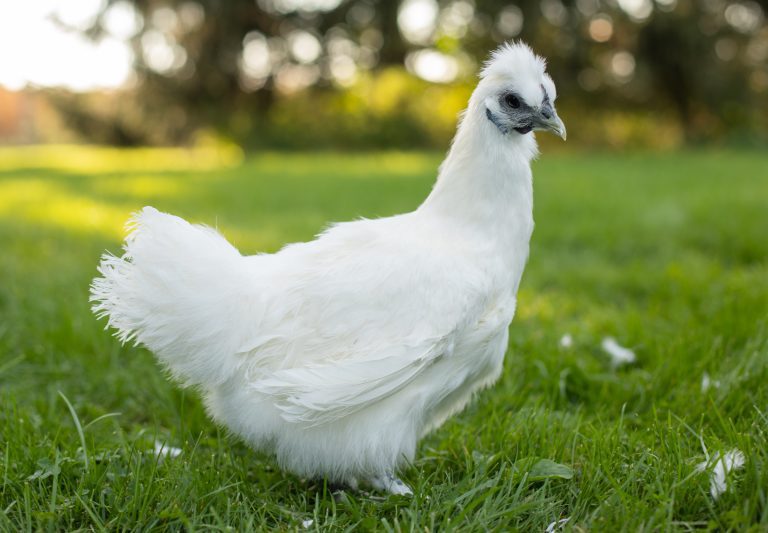 Silkie-Whites-768x533