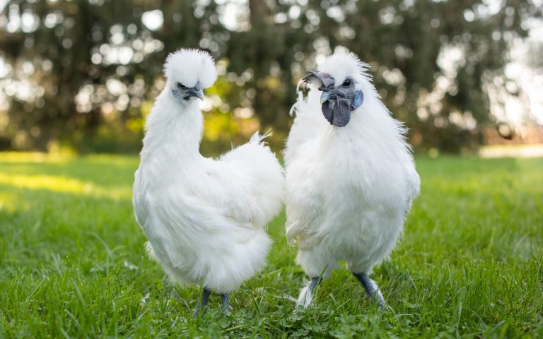 White Silkie Bantam