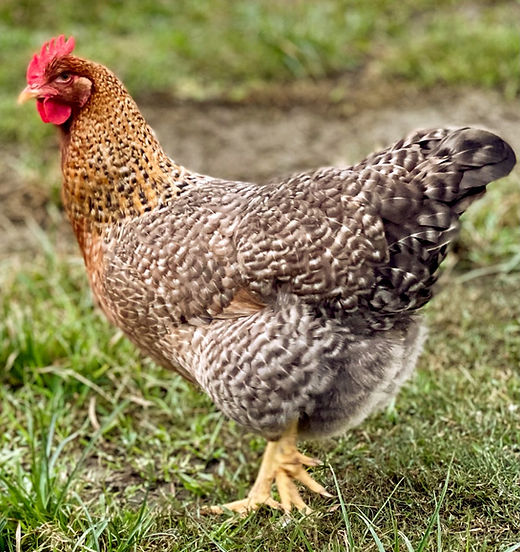Bielefelder