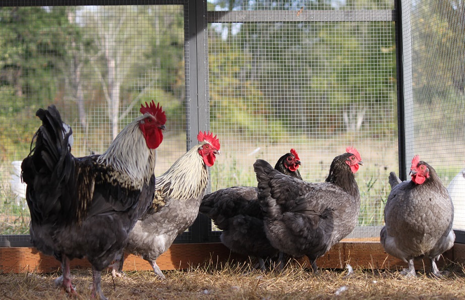 Blue (BBS) Birchen Marans