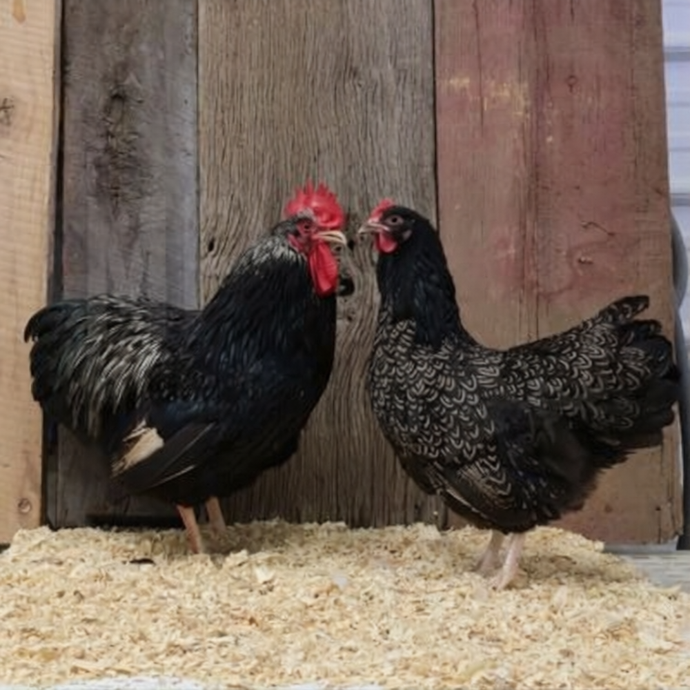 Silver Doubled Laced Barnevelder