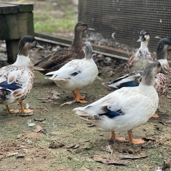 Snowy Call Duck