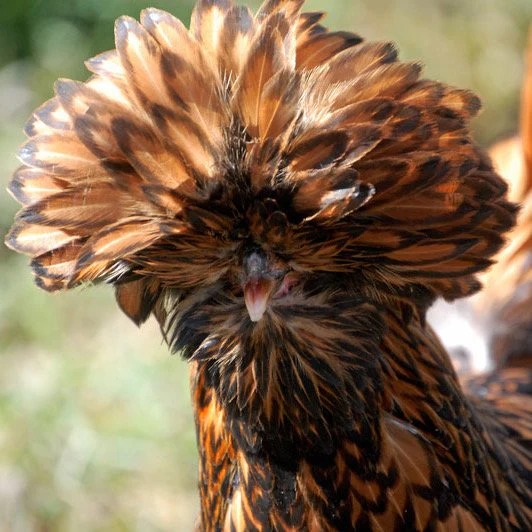 Golden Laced Polish