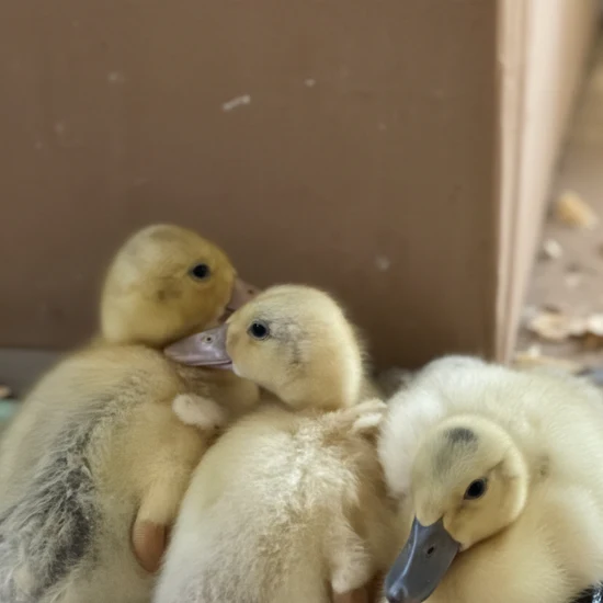 Snowy Call Duck