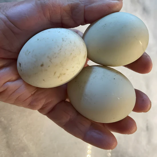 Snowy Call Duck