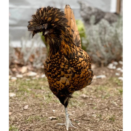 Golden Laced Polish
