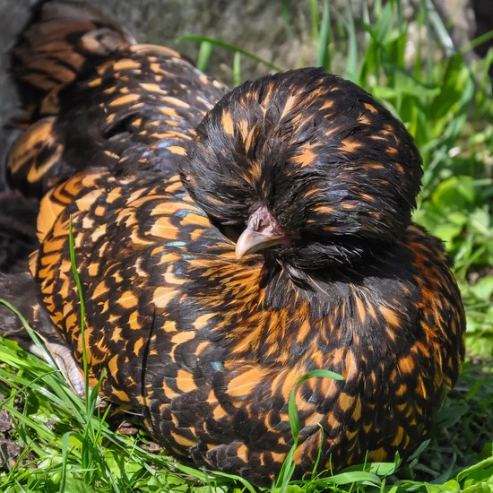 Golden Laced Polish