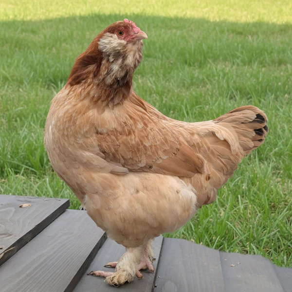 imgi_74_wheaten-olive-egger_grande