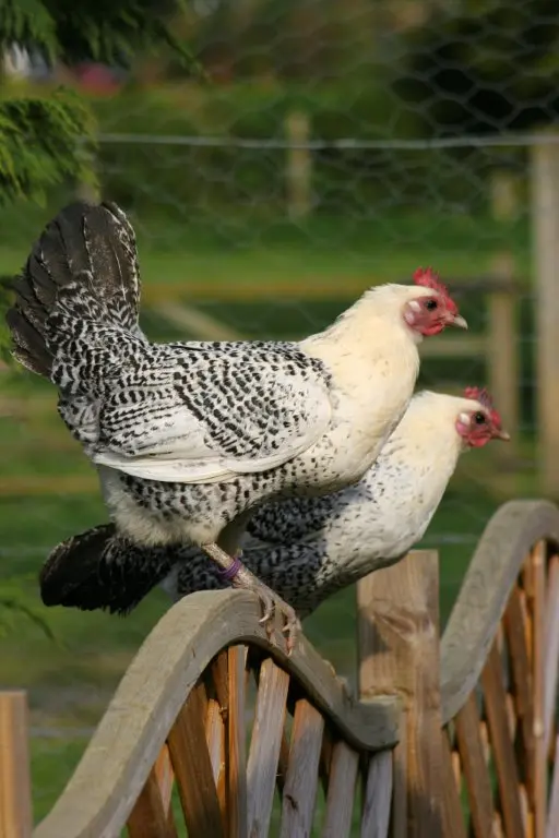 Egyptian Fayoumis