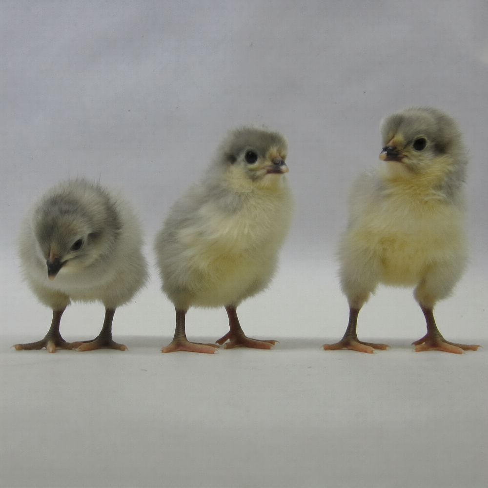 Lavender Orpington Day Old Chicks