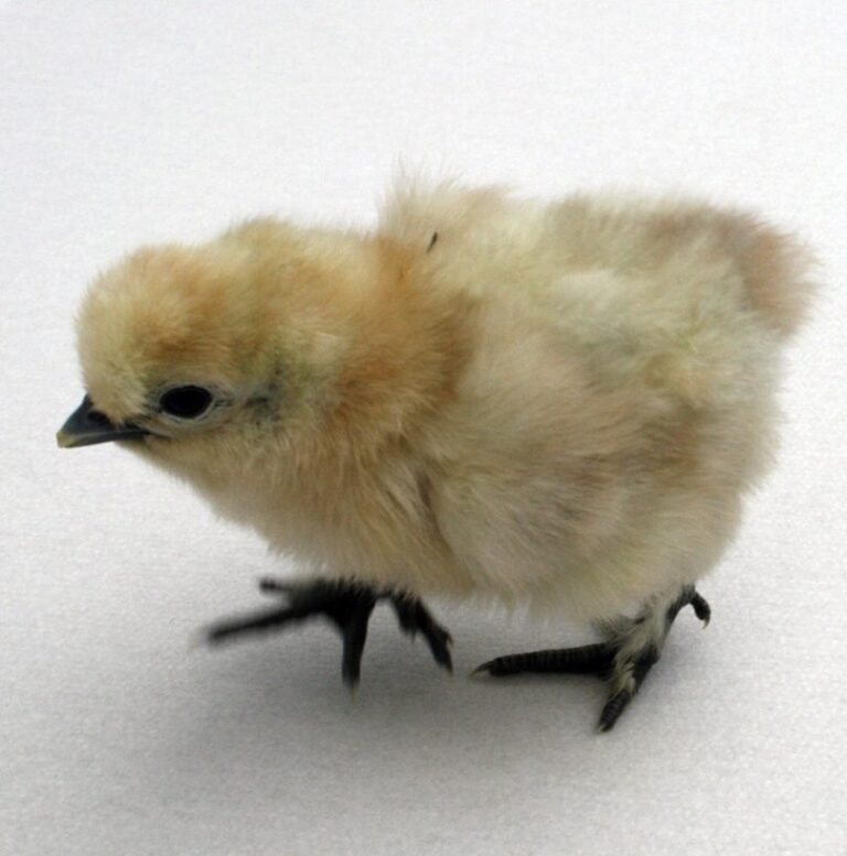 White Silkie Bantam